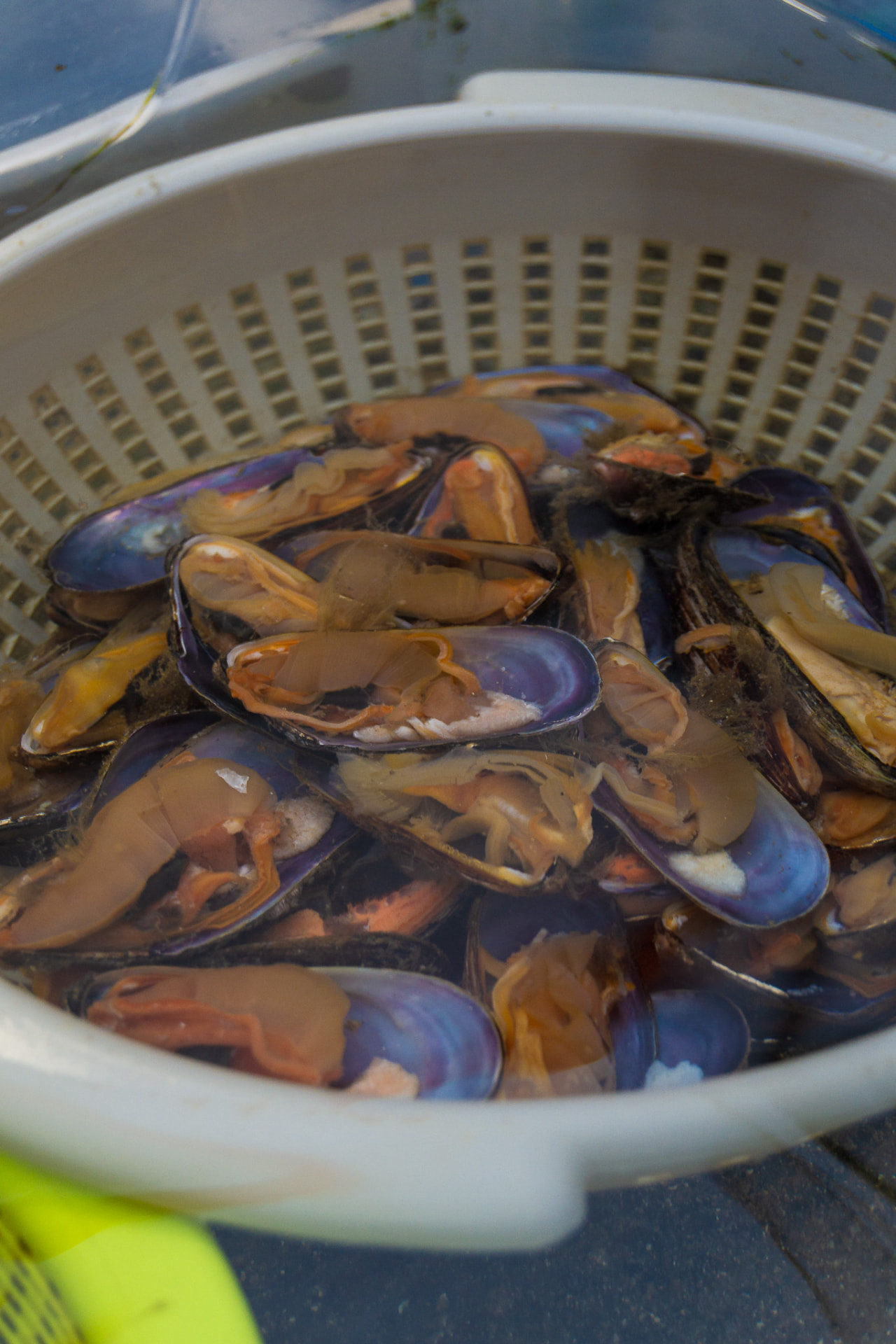 Mitili e frutti di mare depurati pronti per la selezione